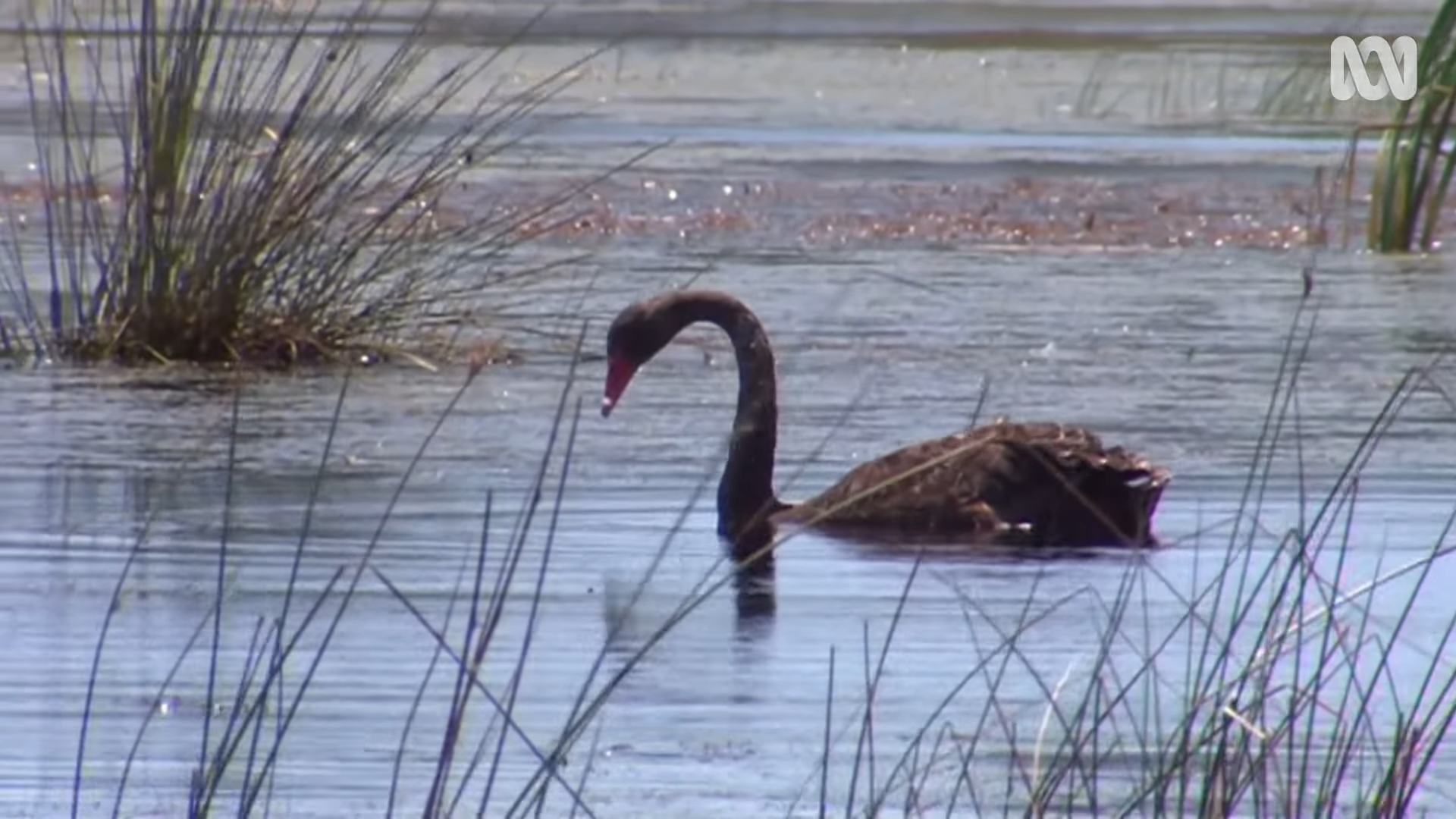Video: Noongar People’s Six Seasons